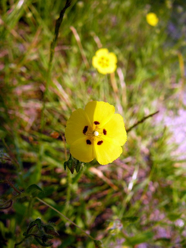 Hélianthème à gouttes 02